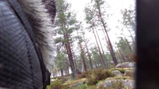 Bamse Älgjakt 16 Okt 2014