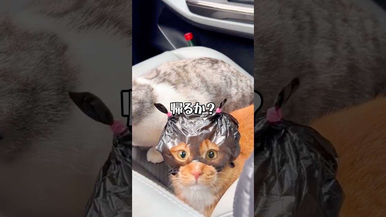 帰りたいし、帰れが口癖のネコ