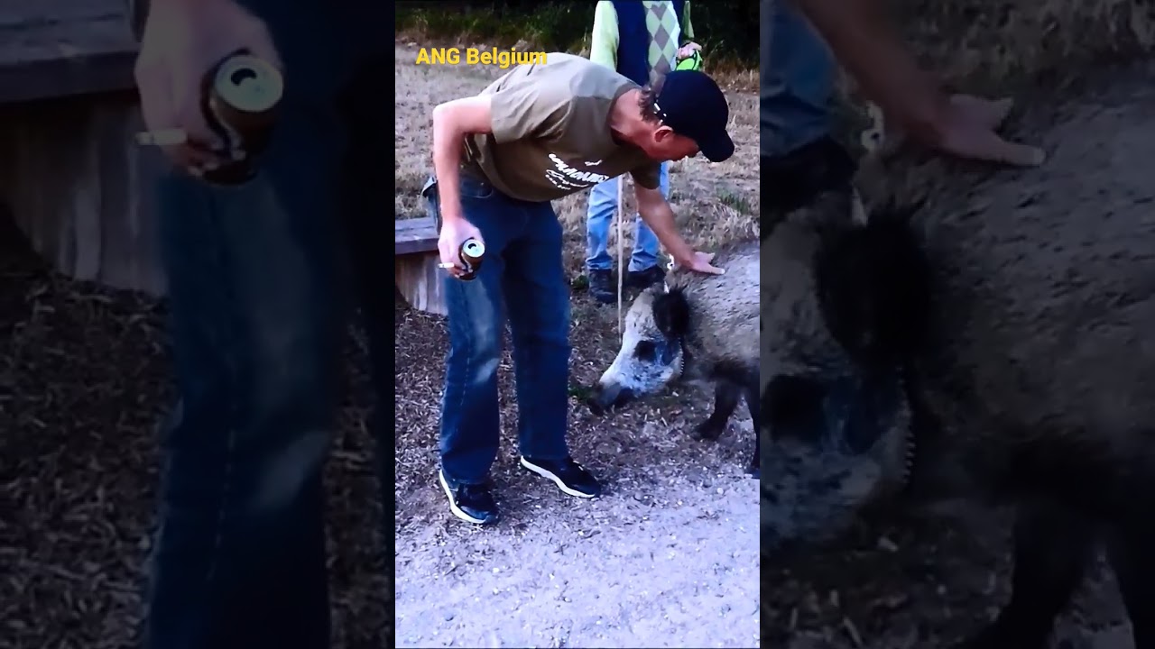 Petting a Wild Boar (Funny)