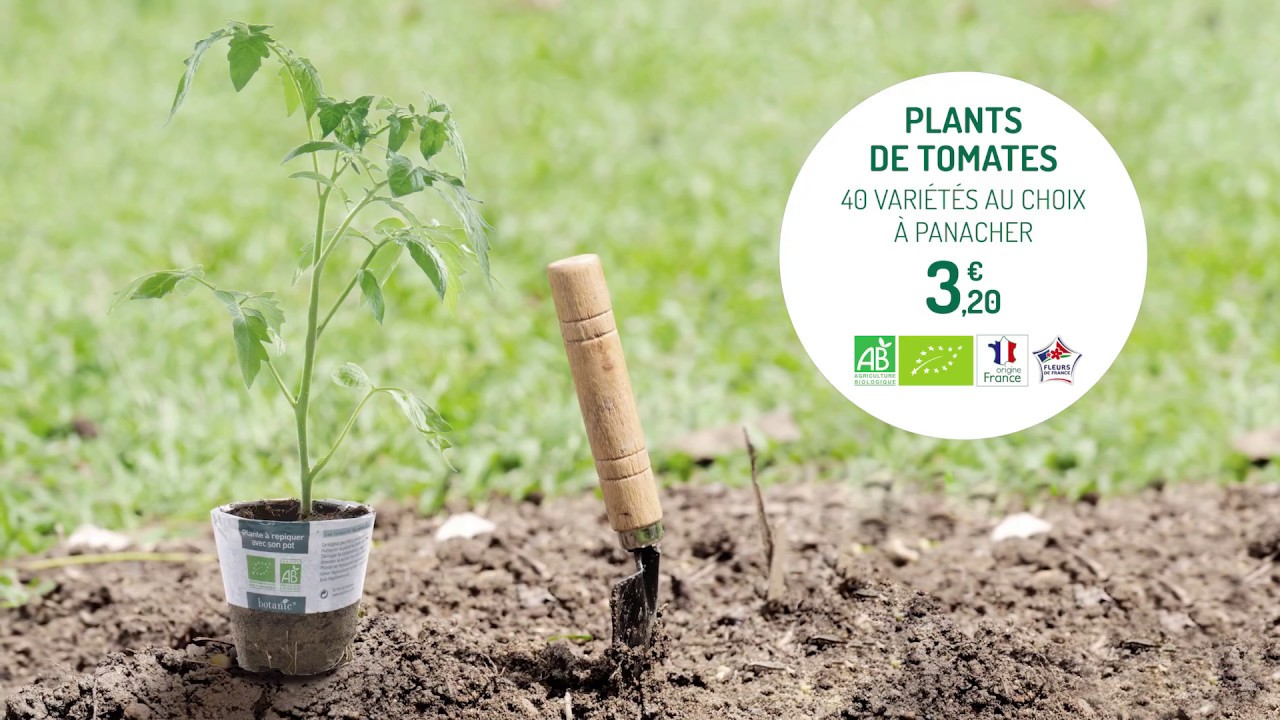 Tomate Cerise Ronde Sweet Baby Bio Le Pot Compostable De 10 5 Cm Plants De Tomates Botanic Potager Et Verger Botanic Tomate Cerise Ronde Sweet Baby Bio Le Pot Compostable De 10 5 Cm Plants De Tomates Botanic Potager Et Verger Botanic