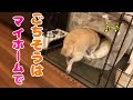 キビナゴをマイホームにお持ち帰りして食するスムースチワワ犬💘(DoggyBox 12月クリスマス号)ドギボ🐶