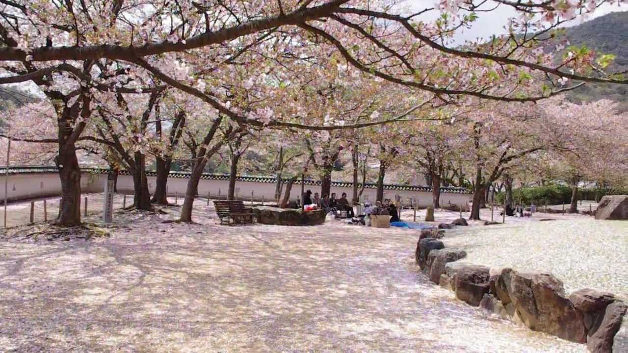 Hanafubuki: A cherry blossom blizzard in Japan