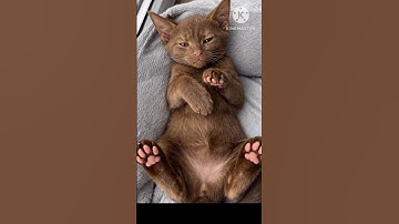 Cat Fails 😂😂😂