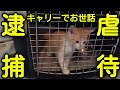 【虐待 逮捕】４年前キャリーで飼育していた猫ちゃんを取り返しにななちゃんのおうちへ行きました