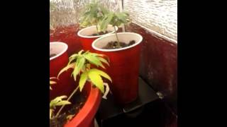 GYOB.tv-SC Grow update