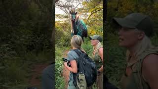 Africa's Hidden Beast: Giant and Strange Creature Discovered in the Tropical Jungles