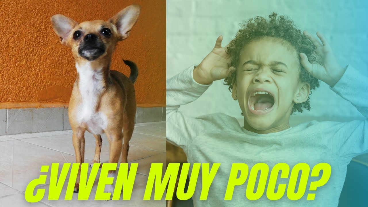 5. ¿Se pueden contar los huesos de un perro chihuahua fácilmente o se necesita equipo especializado?
