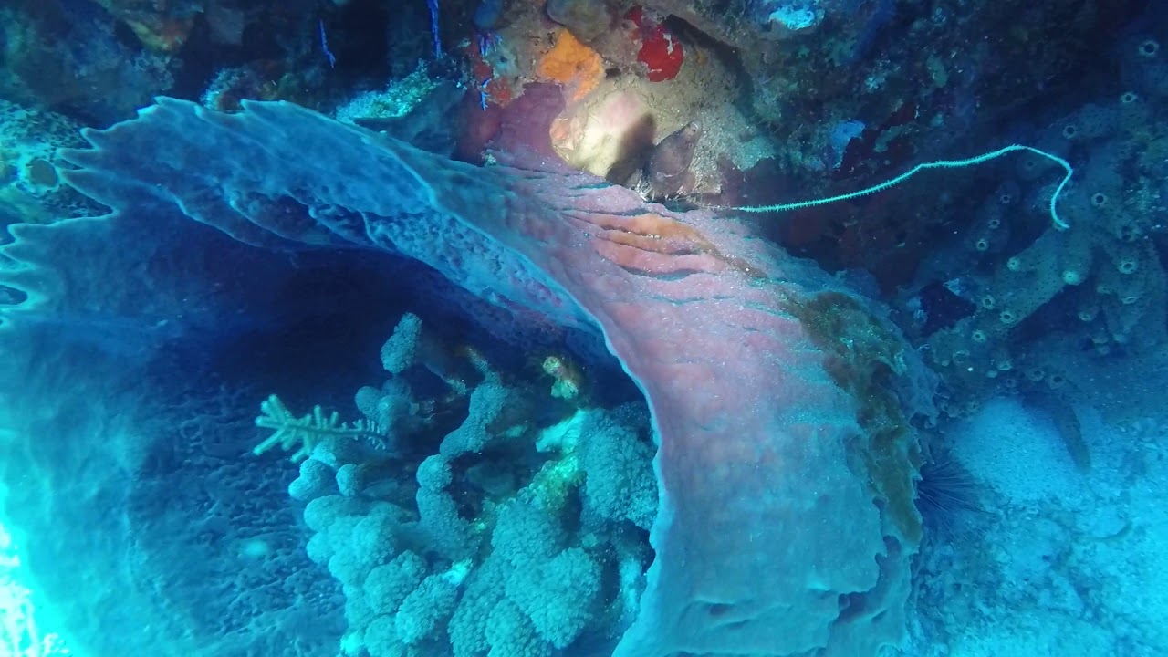 plongée martinique 2018 yann diamant 1 GOPR0133 YouTube