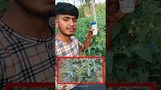 Day-52 टमाटर की खेती में माइक्रोन्यूट्रिएंट्स का प्रयोग... #tomatofarmingday52