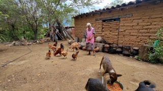 'Estoy solita pero no me da miedo , los perritos me cuidan '|Tía Francisca.