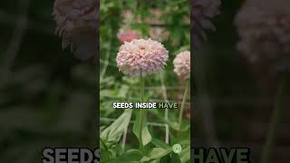 How to Save ZINNIA Seeds (Easy Seed Saving Guide)