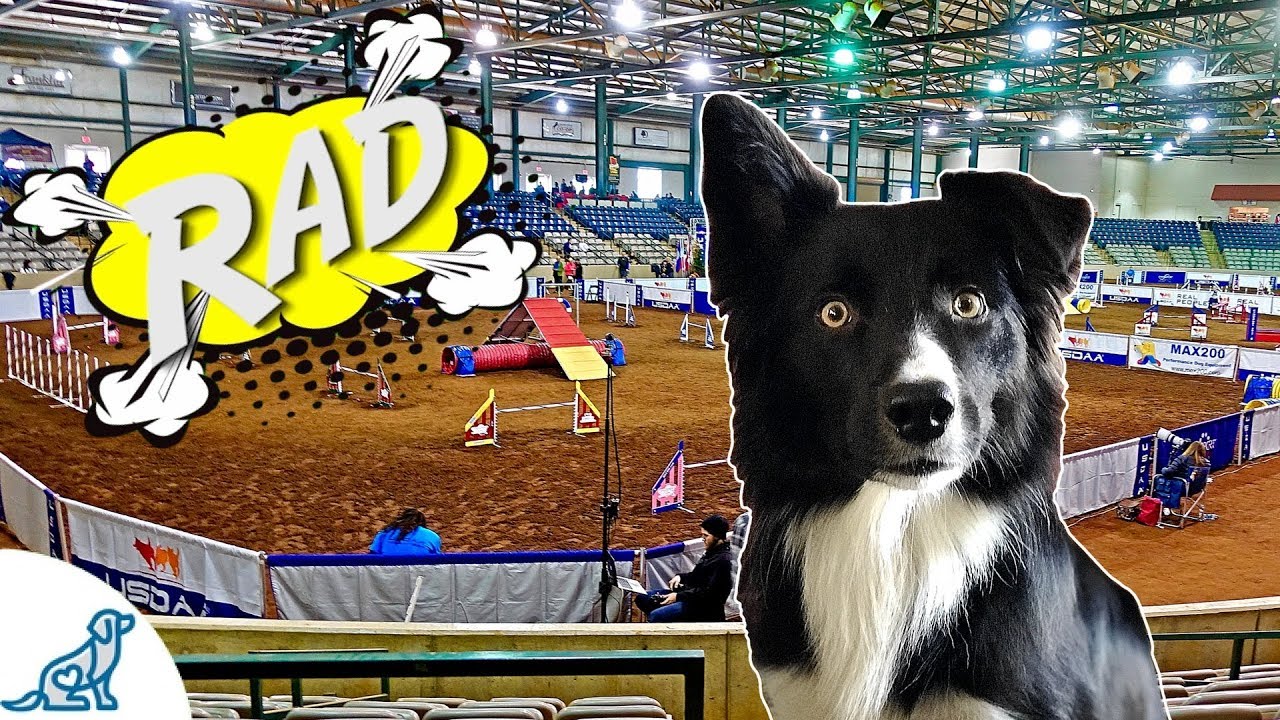 puppy training potty Rad Experience At Cynosport World Games 2017
