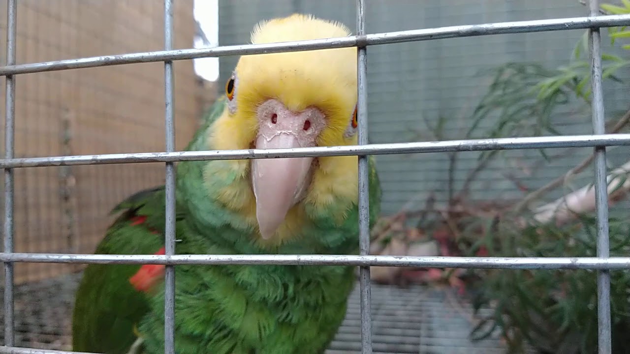 Double yellow headed Amazon breeding pair