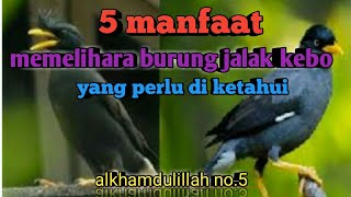 Download Lagu 5 manfaat memelihara burung jalak kebo MP3