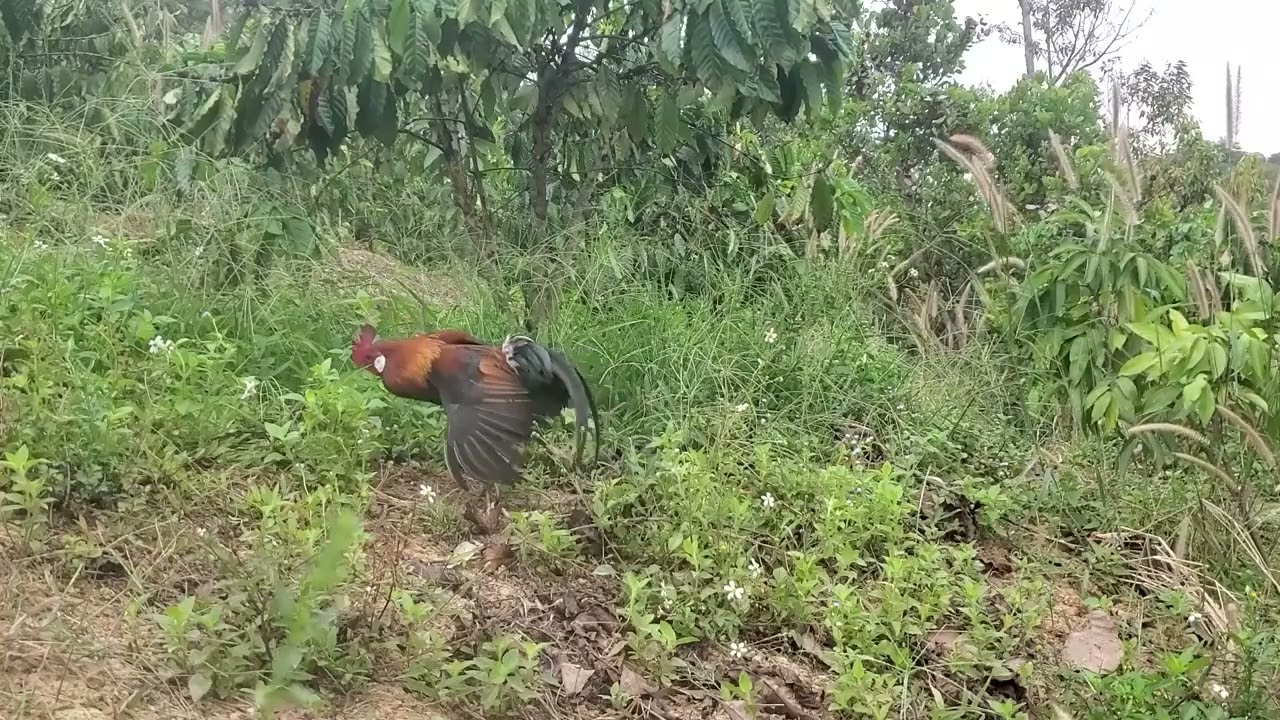 Trapping wild chickens in the coffee plantation this morning.  03/04/2026