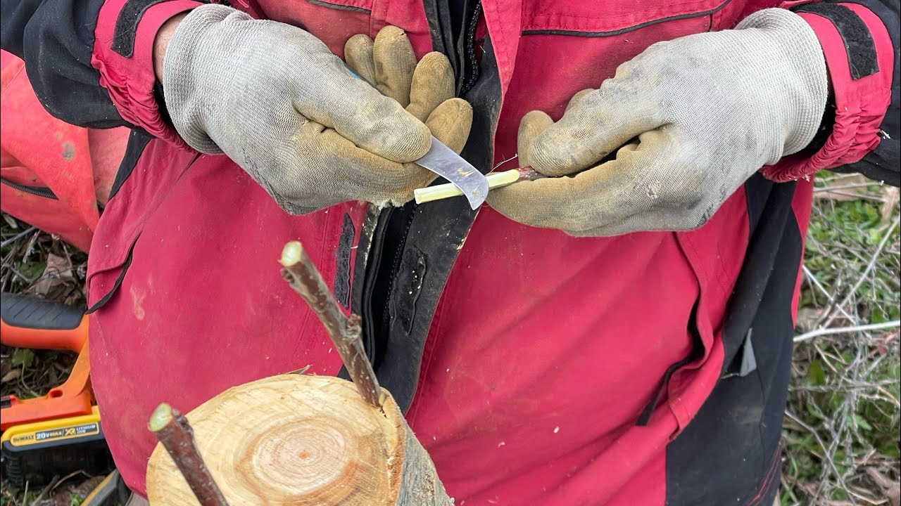 Shartimi i Pemëve: Udhëzues i Plotë Artizanal Bio / Tree Grafting: Complete DIY Organic Guide 2025