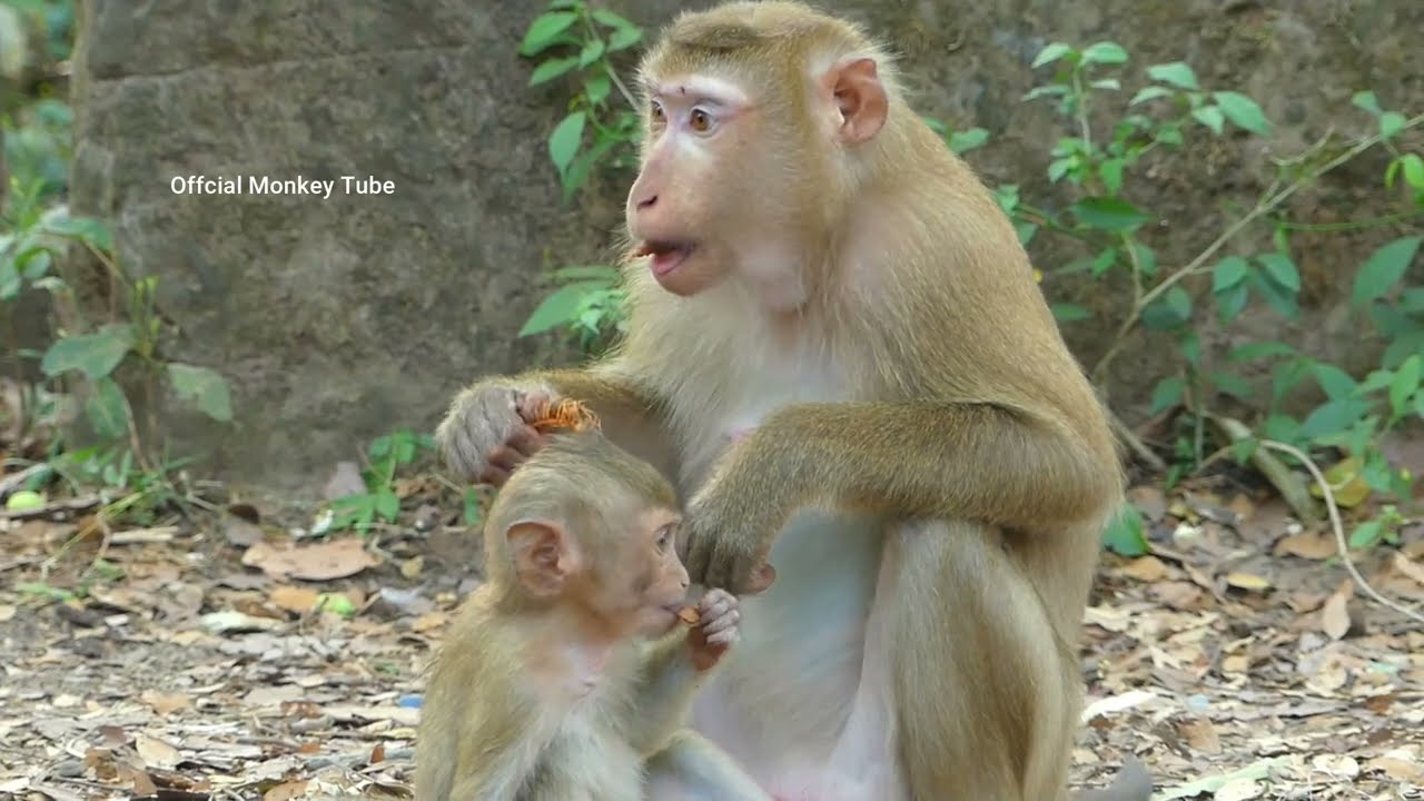 Monkey Luna share food with little baby monkey Rainbow, Monkey Rainbow follow Luna like her mom