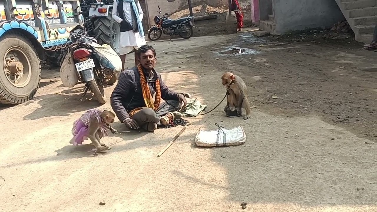 बंदर और बंदरीया का खेल 