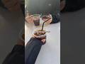 指原莉乃ちゃんとゆるじょぐ#ランニング #ダイエット #ダイエット記録 #vlog