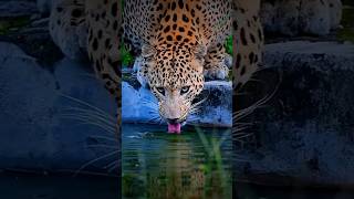 Leopard drink water from river in slow motion #animals #humanity #shorts #leopard #pets #funny #ai