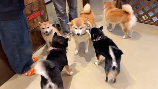 Visited Japan's Cute Mame-Shiba Dog Cafe / Tokyo Asakusa 🐕