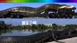 Download Video Keajaiban - Ular terbesar di dunia ternyata ada di Kalimantan Video Keajaiban - Ular terbesar di dunia ternyata ada di Kalimantan