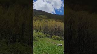Orta Seki Ormanları #kayseri #hacılar #kuzugöbeği #mantar #gezi #yürüyüş #doğa #shorts #video