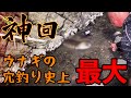 【神回】ウナギの穴釣り史上最大のやつが釣れた！ の動画、YouTube動画。
