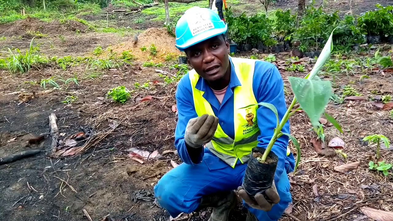 Culture de la banane plantain Comment planter le PIF de façon