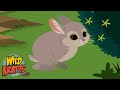 The cutest bunny ever  pigmy rabbit  search for the easter bunny  wild kratts