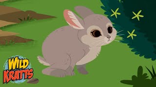 The Cutest Bunny Ever! | Pigmy Rabbit | Search for the Easter Bunny | Wild Kratts by Wild Kratts - 9 Story 55,731 views 1 month ago 2 minutes, 44 seconds
