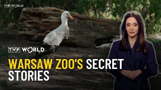 Zoo's Secret Stories: Storks, Kangaroo &amp; WWII Heroes | Pulse of Culture