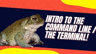 How to Use the Terminal on Both Mac and Windows - Intro to the Command Line