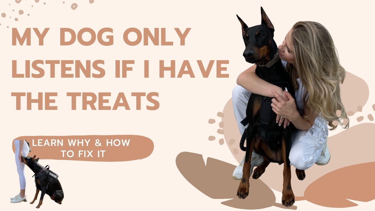 My dog only listens if I have the treats | Learn why & how to fix or ...
