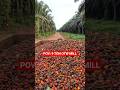 POIN 9 TON PALM OIL