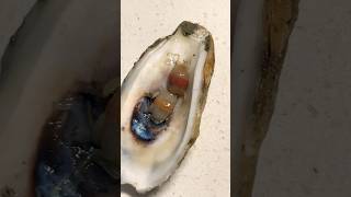 Baby Crabs From Oysters