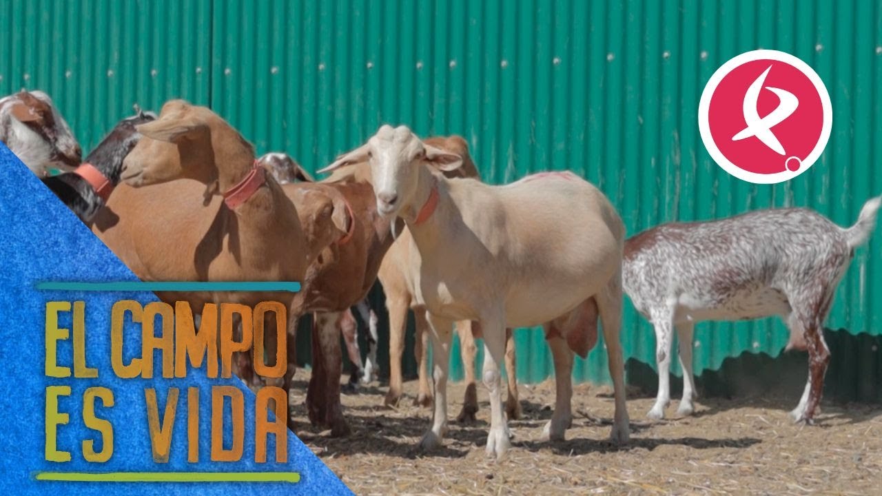 Algunas cabritas de Verónica están dejando de dar leche  | El campo es vida