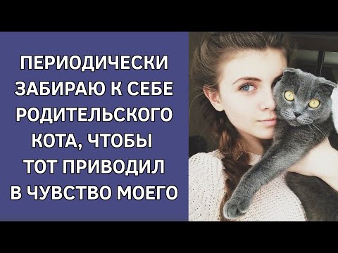 Периодически забираю к себе родительского кота, чтобы тот приводил в чувство моего. Истории из жизни