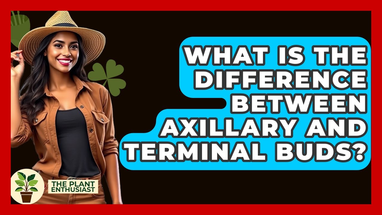 What Is The Difference Between Axillary And Terminal Buds? - The Plant Enthusiast