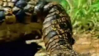 Survivor Intro Request 10