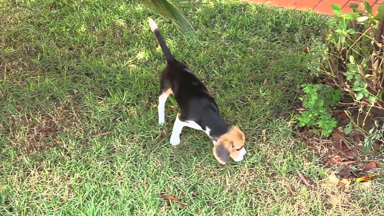 scottish terrier e beagle YouTube