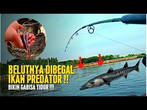 Casting pake Belut Sawah ‼️ Fishing for barracuda until the rod bends | use eel bait , spot casting