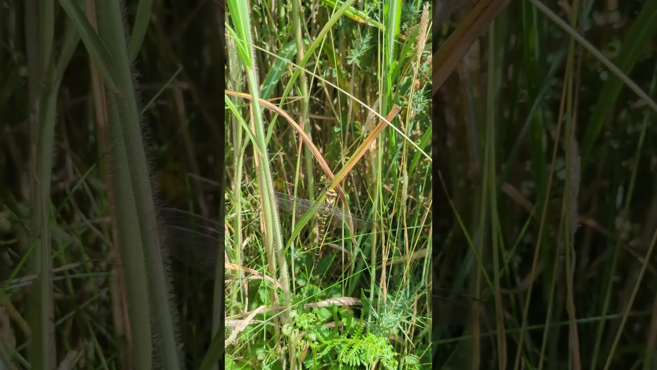 Golden-ringed dragonfly near Stithians, Cornwall 