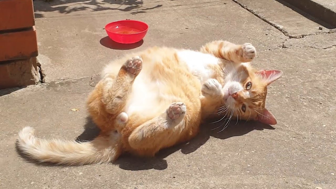 Relaxing Cat Video 101 