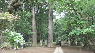 zenthe Daily Life Of A Monk Documentary Asmr Broom 500 Years Old Tree At Japanese Temple 