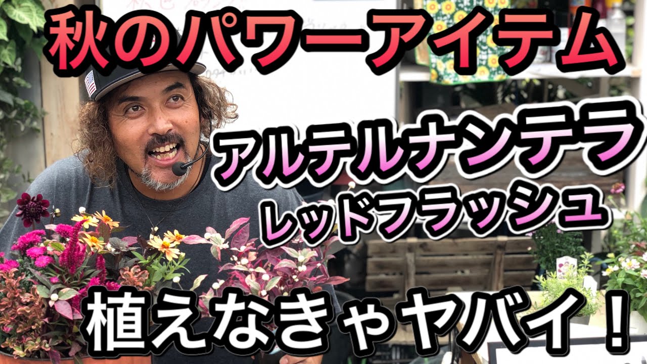 秋色プランツ 秋のパワーアイテム アルテルナンテラ レッドフラッシュ Youtube