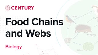 Food Chains and Webs | Biology | Secondary