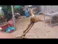 Đx)/1M145 gl lô dúi 100k LH 0707713796 Khương bonsai 
