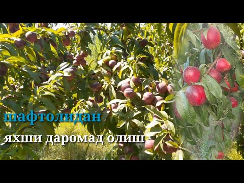 Video: Soxta shaftoli kasalligi nima – shaftoli daraxtlaridagi Xylella Fastidiosa kasalligini davolash