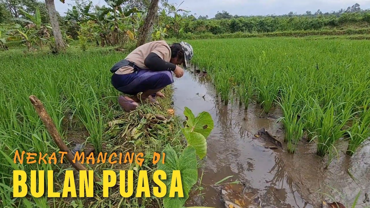 Belutnya ikut puasa ternyata